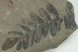 4.4" Pennsylvanian Fossil Fern (Neuropteris) Plate - Kentucky - #201620-1
